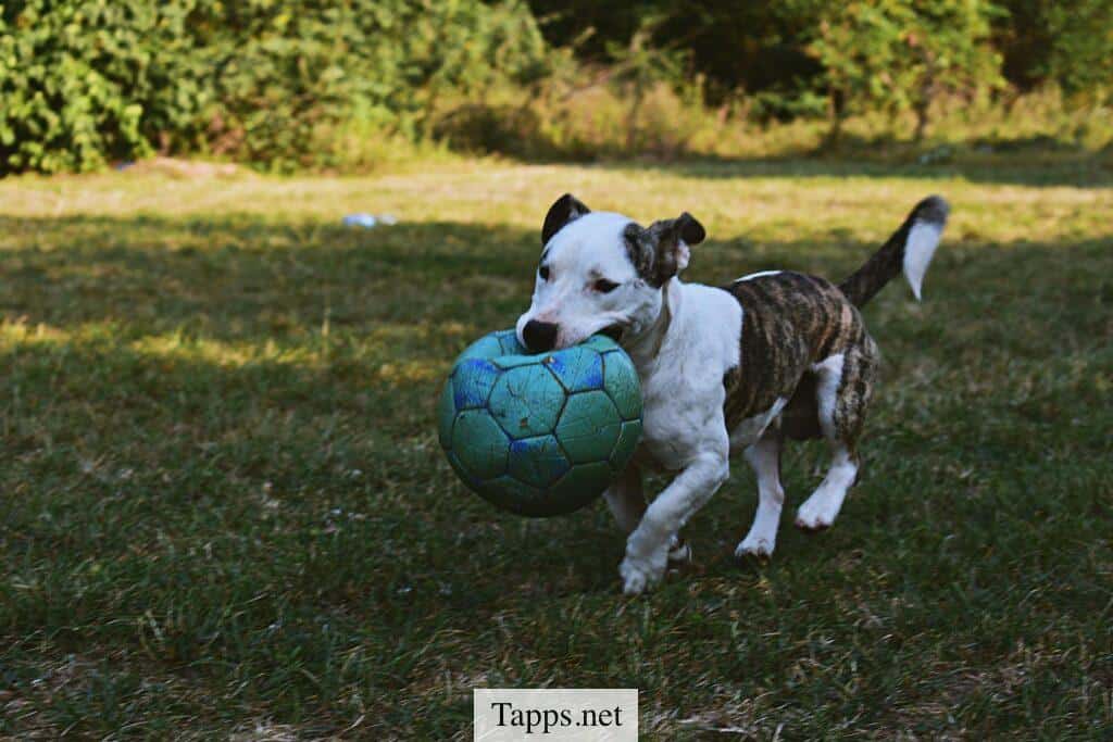 perro jugando