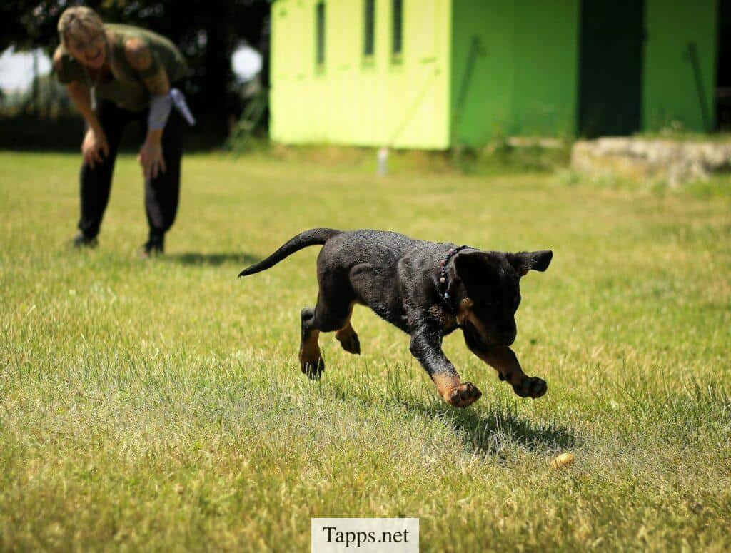 perro jugando