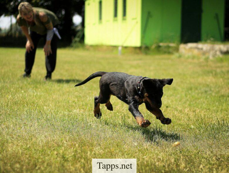 perro jugando