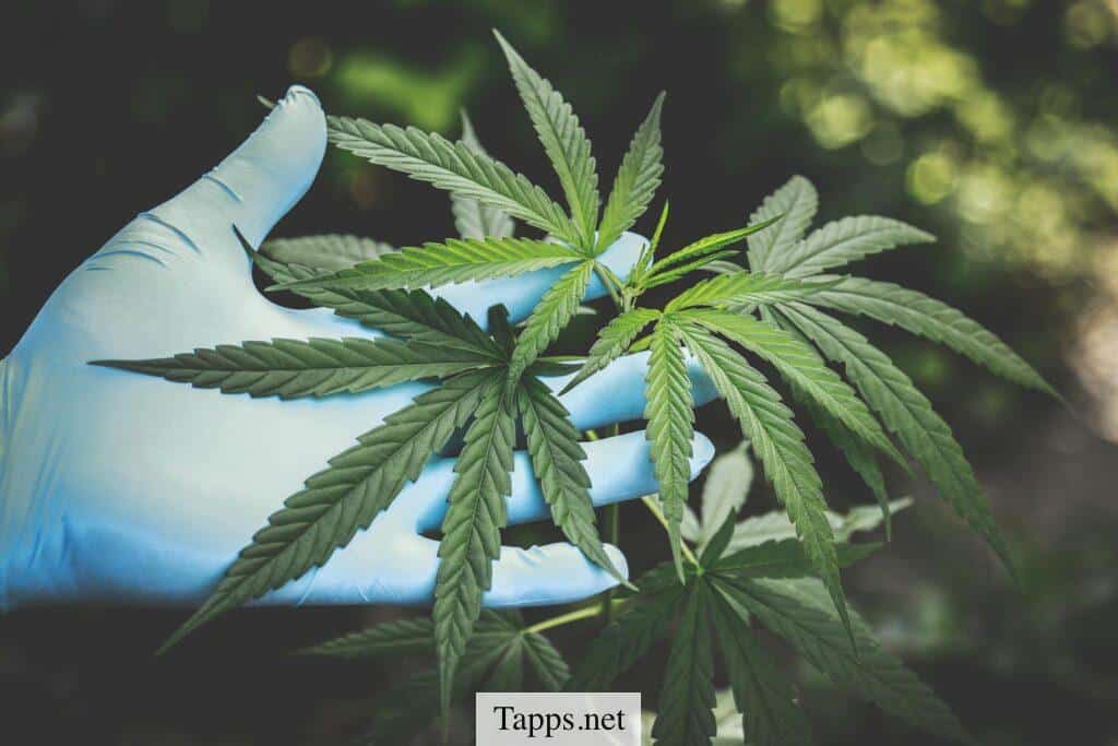 Qué es el CBD