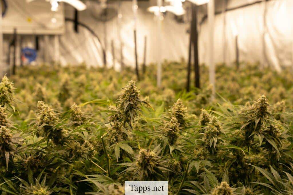 El CBD cada vez más exitoso en Francia