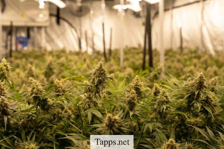 El CBD cada vez más exitoso en Francia