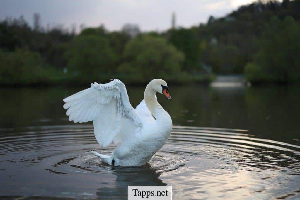 animales naturaleza