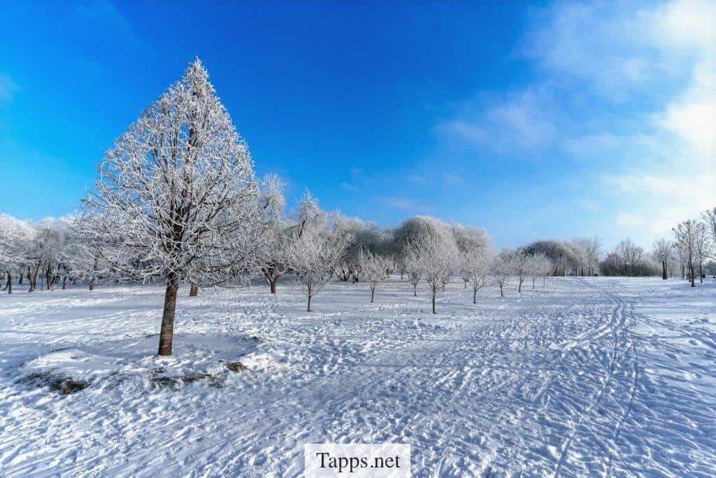 Serene winter landscape with snow-covered trees in Minsk, Belarus, under a clear blue sky.